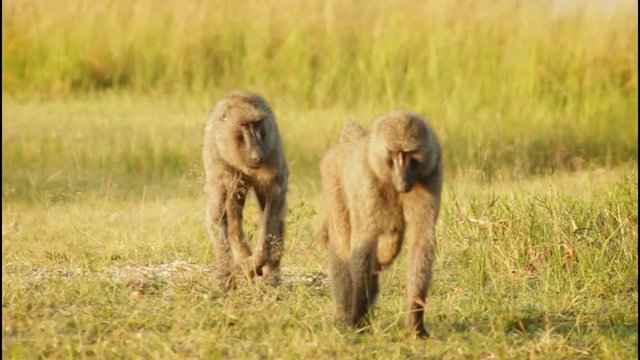 Baboons behind at Nile Uganda - Monkeys walking