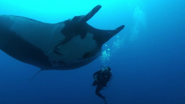 Diver watches Manta ray, Pacific Ocean