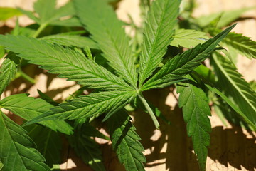 Cannabis leaf green leaves marijuana