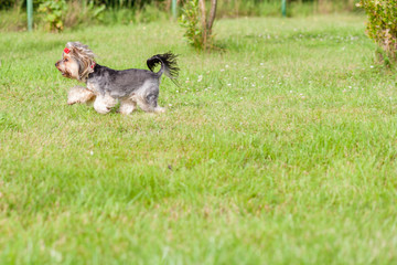 Dog Yorkshire Terrier with red  ribbon standing on the green grass at summer in the park