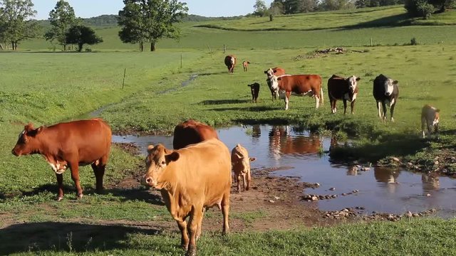 Wisconsin Dairy cows on a green pasture with a creek running through it