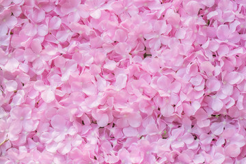 Obraz premium pink flower background