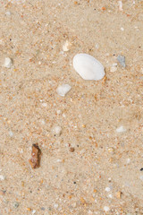 Shell on the sand