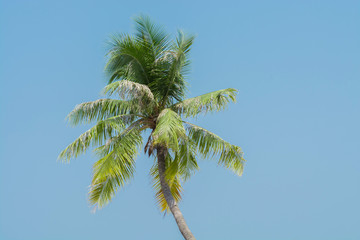 coconut tree in summer on blue background
