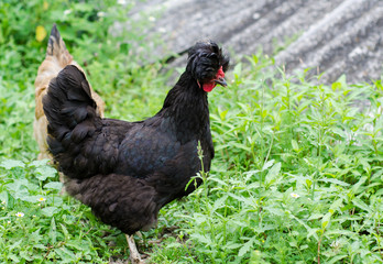 A hen
