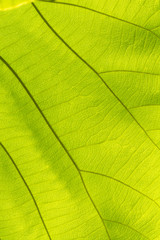 Naklejka na ściany i meble Green leaf texture background