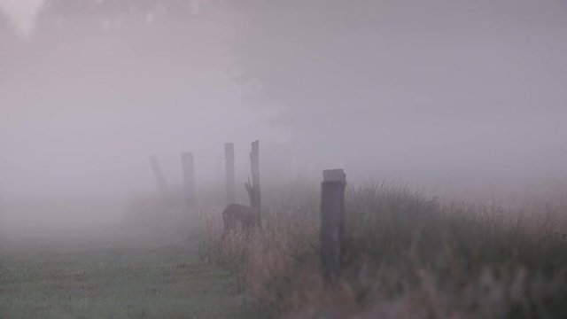Rehbock markiert Zaunpfahl im Nebel, Sommer