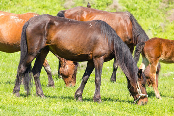 A horse in the pasture on a green lawn