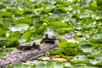 Turtles Turtles and Turtles basking in the sun