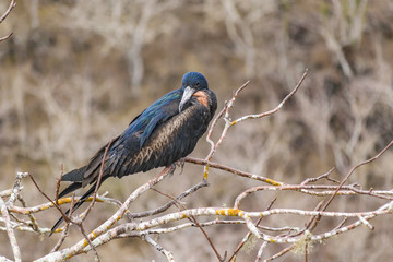 Bird at High of Tree, Galapagos, Ecuador
