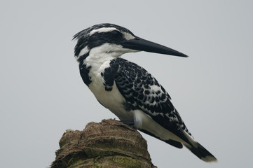 Fototapeta premium Pied Kingfisher