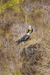 Birds at High of Tree, Galapagos, Ecuador