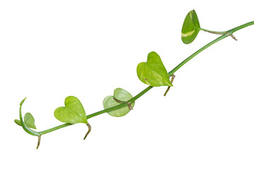 vine plants isolated on white background, clipping path.