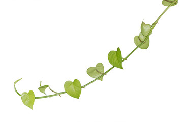 vine plants isolated on white background, clipping path.