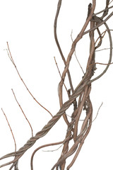 vine isolated on white background. Clipping path © Ammak