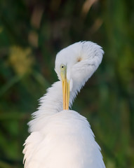 Fototapeta premium Greater Egret