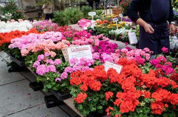Beautiful flowers selling at flower market Kouter in Ghent Belgium