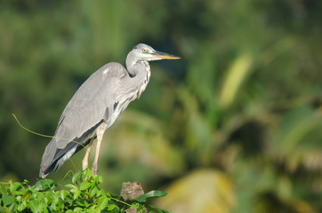 Grey Heron