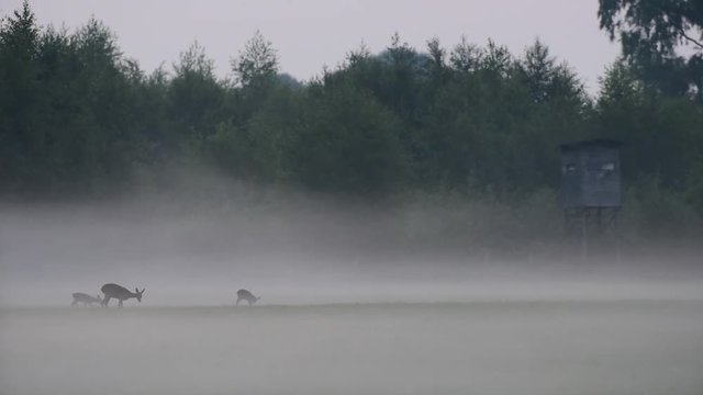 Rehwild, Ricke mit zwei Kitzen im Bodennebel, Sommer