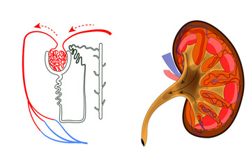 the kidney and nephron