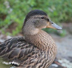 Mallard Duck Muskoka