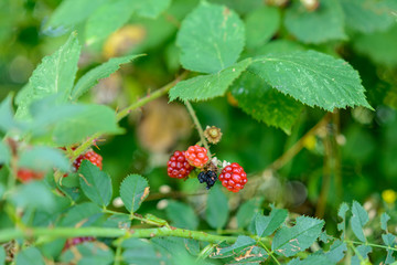 Beeren am Strauch 