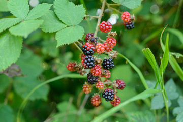Beeren am Strauch 