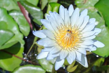Blue lotus flower beautiful lotus