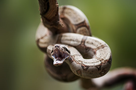 Red-tailed boa
