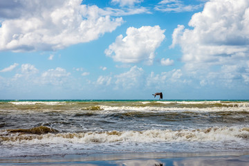 Bird flies over shoreline