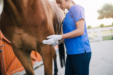 Veterinarian examining horse. Selective focus on hand. 