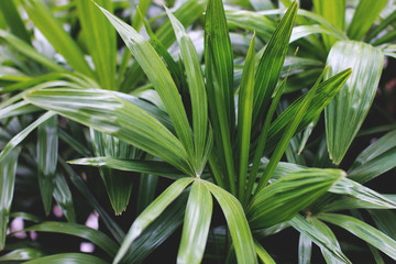 Close up palm leafs in garden