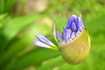 Intense violet amazons flowers macro green backgrounds