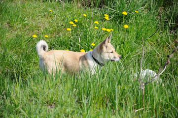 A beautiful Siberian Laika puppy on the grass