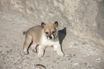 A beautiful Siberian Laika puppy.