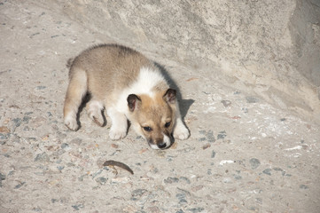 A beautiful Siberian Laika puppy.