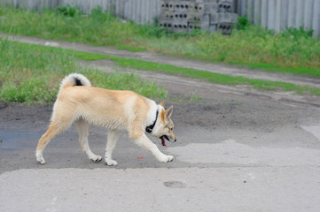 A beautiful Siberian Laika puppy on the grass