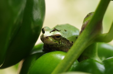 ピーマンに乗ったアマガエル