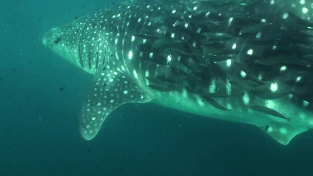 Whale Shark and school of fish, underwater POV