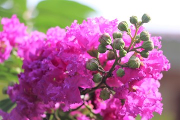 Fototapeta na wymiar Queen's Flower bright purple background on tree 