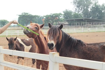 The herd of horses in the farm