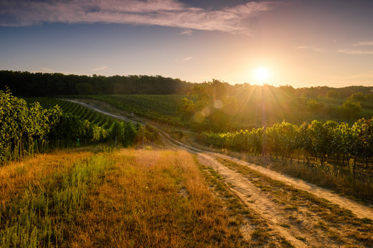 Beautiful scenic vineyards at sunset, Czech republic
