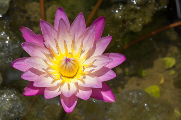 Purple lotus flower beautiful lotus