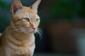 Brown yellow cat side view.