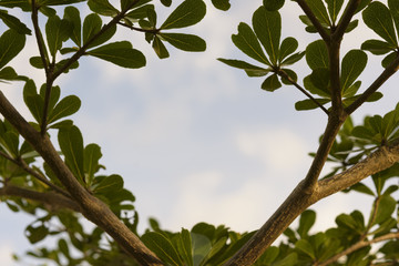 Green leaf with sky in summer.Or tropical concept