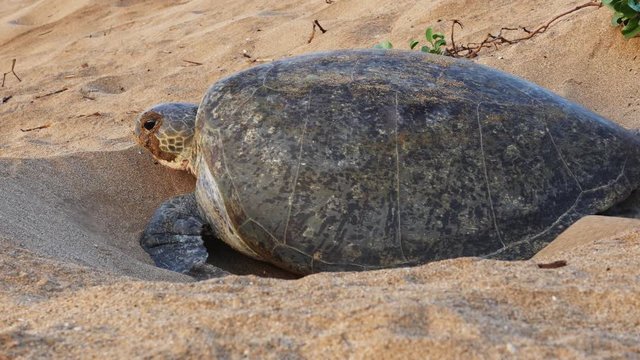 Green turtle crawls out of hole in beach, close up