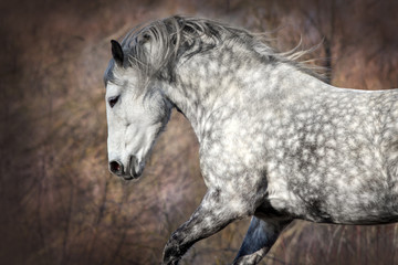Grey horse with long mane portrait in motion