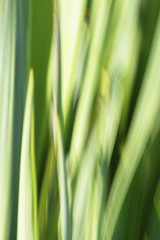 Fototapeta na wymiar Blurred natural background of vertical yucca 