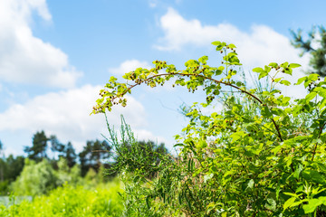 Wild raspberries