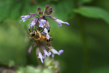 bee collects nectar on a flower blooming  salvia 